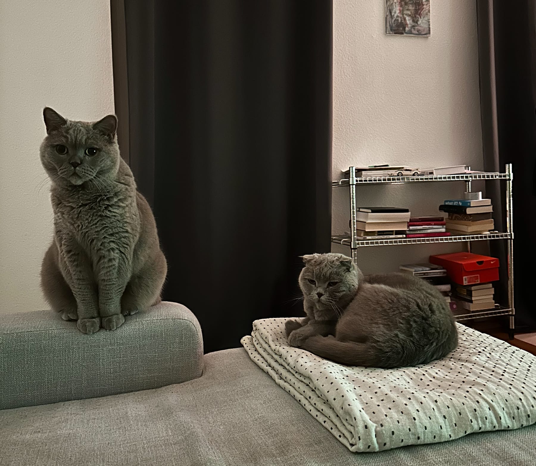 Photo of thea and luna on the sofa
